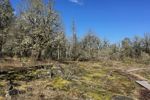 TTT-Camassia-Natural-Area-02