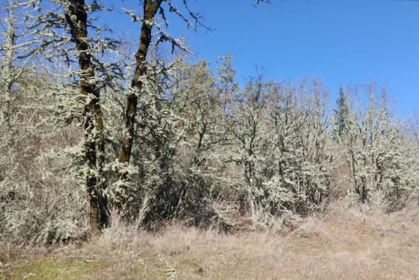 TTT-Cooper-Mountain-Nature-Park-02