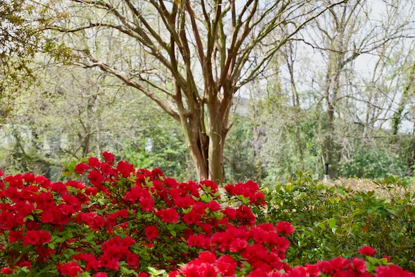 TTT-Downtown-Augusta-Azaleas-02