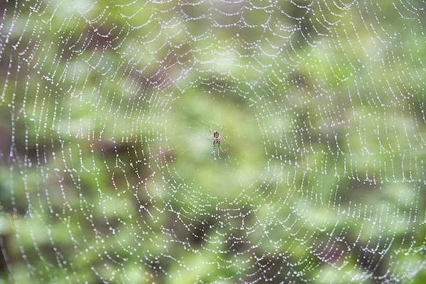 TTT-Georgia-International-Horse-Park-03