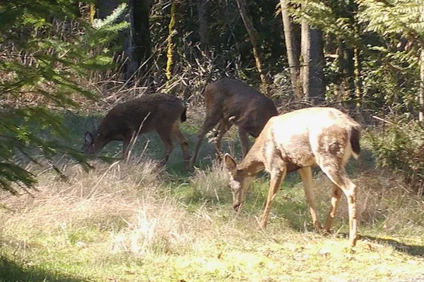 TTT-Graham-Oaks-NP-Wilsonville-OR-02