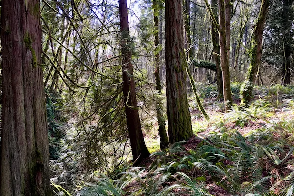 TTT-Mary-S-Young-Park-03