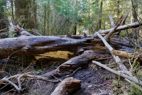 TTT-Oregon-Coast-Trail-Tillamook-Rock Lighthouse-02