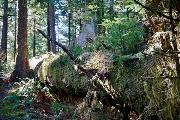 TTT-Oregon-Coast-Trail-Tillamook-Rock Lighthouse-03