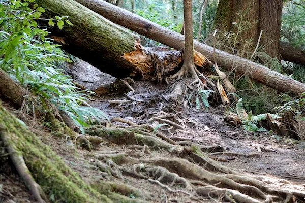 TTT-Oregon-Coast-Trail-Tillamook-Rock Lighthouse-06