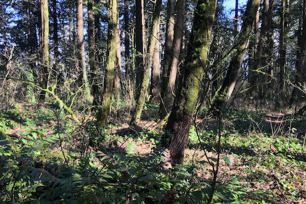 TTT-Wilderness-Park-West-Linn-01