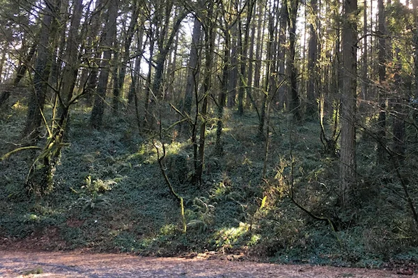 TTT-Wilderness-Park-West-Linn-02