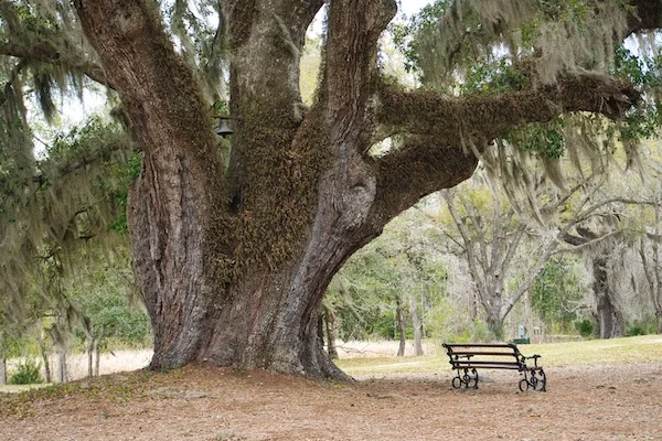 Hampton-Plantation-State-Historic-Site-03