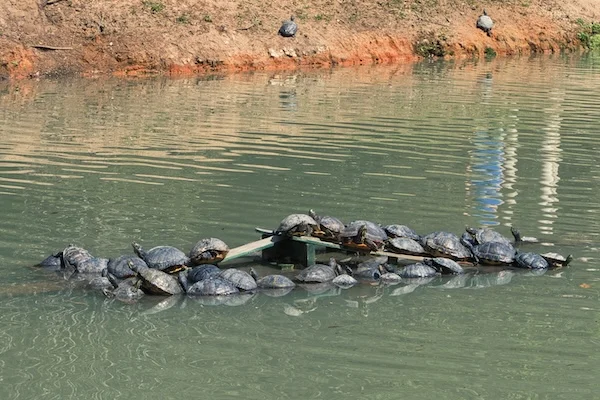 TTT-Aiken-SC-Hopelands-Gardens-03