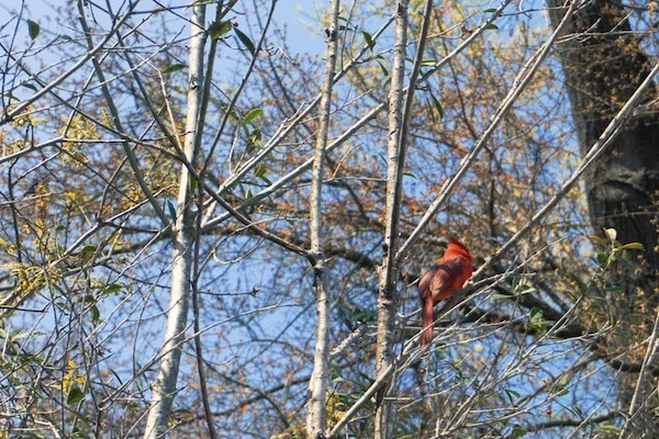 TTT-Aiken-SC-Hopelands-Gardens-04