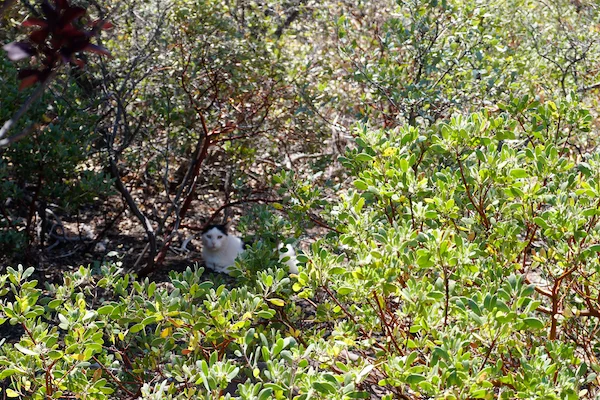 TTT-Airbnb-Payson-AZ-Hemmes-01