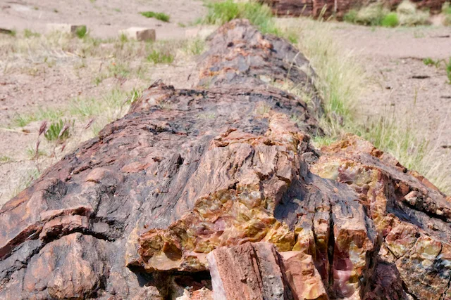 TTT-Giant-Logs-Agate-House-Trails-02