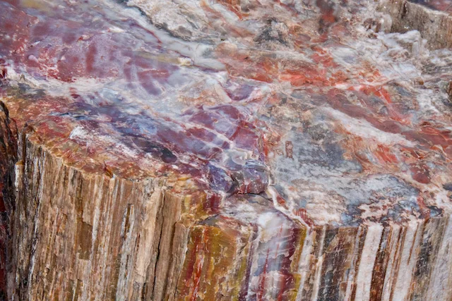 TTT-Giant-Logs-Agate-House-Trails-03