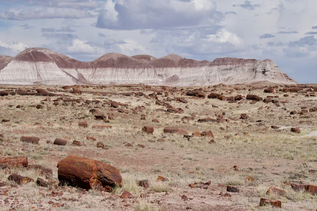 TTT-Giant-Logs-Agate-House-Trails-04