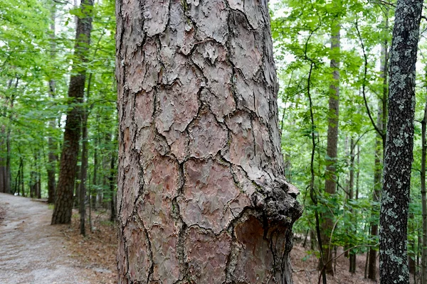 TTT-Hot-Springs-NP-West-Mountain-Trail-06