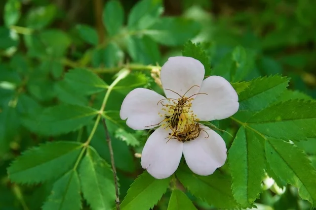 TTT-Indiana-Dunes-NP-Dune-Ridge-Trail-05