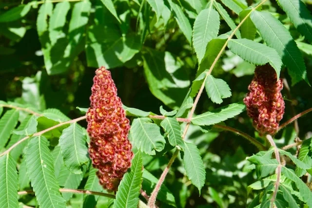 TTT-Indiana-Dunes-NP-Dune-Ridge-Trail-07