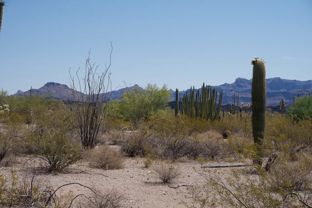 TTT-Organ-Pipe-Cactus-NM-02