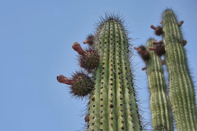 TTT-Organ-Pipe-Cactus-NM-03