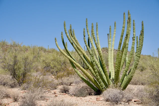 TTT-Organ-Pipe-Cactus-NM-04