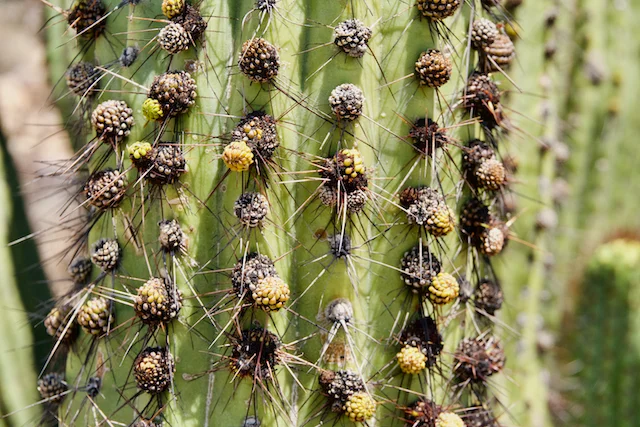 TTT-Organ-Pipe-Cactus-NM-05