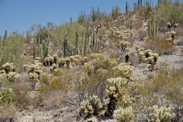 TTT-Organ-Pipe-Cactus-NM-06
