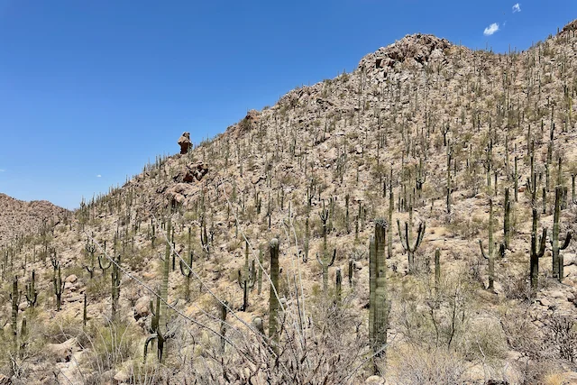TTT-Organ-Pipe-Cactus-NM-08