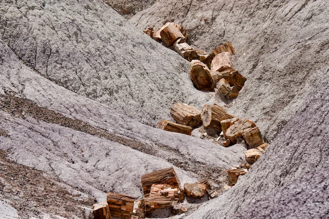 TTT-Petrified-Forest-NP-Blue-Mesa-Trail-05
