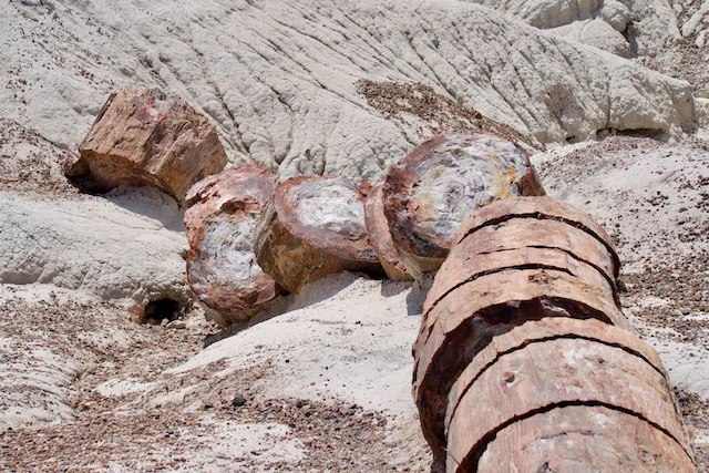 TTT-Petrified-Forest-NP-Chrystal-Forest-Trail-02