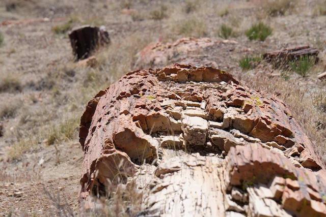 TTT-Petrified-Forest-NP-Chrystal-Forest-Trail-03
