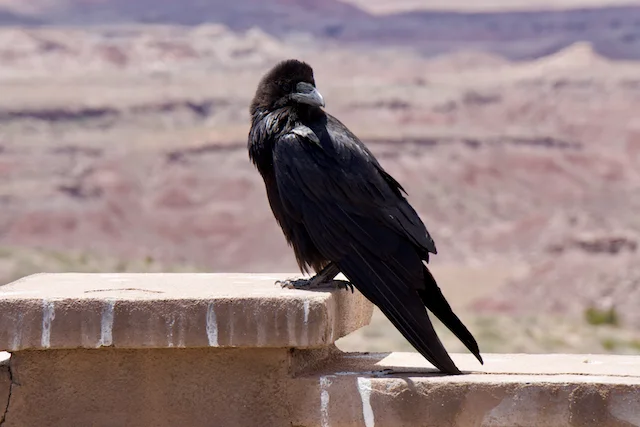 TTT-Petrified-Forest-NP-Pintado-Viewpoint-01