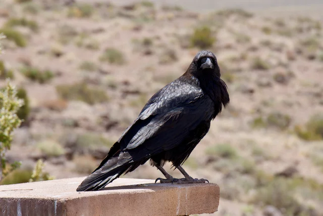 TTT-Petrified-Forest-NP-Pintado-Viewpoint-02