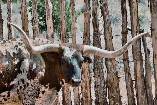 TTT-Pipe-Spring-NM-02