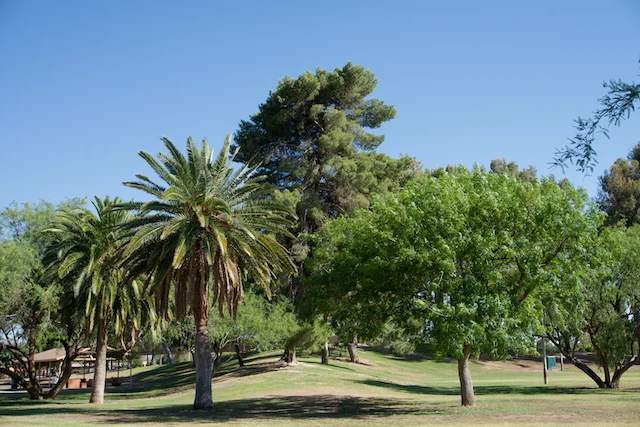 TTT-Reed-Park-Tucson-AZ-01