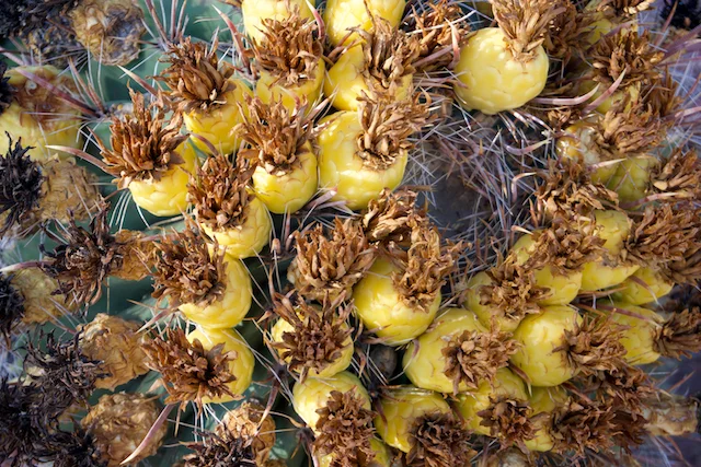TTT-Reed-Park-Tucson-AZ-03