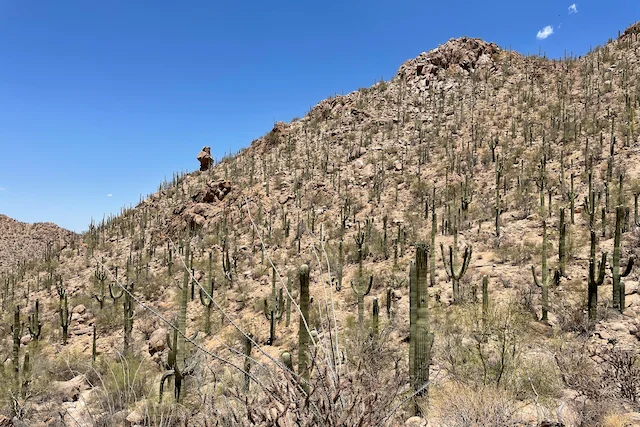 TTT-Saguaro-NP-01