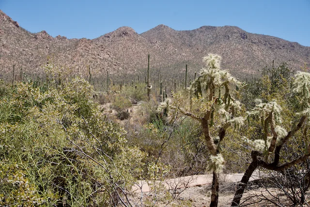 TTT-Saguaro-NP-02