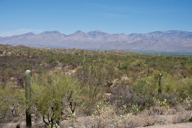TTT-Saguaro-NP-02