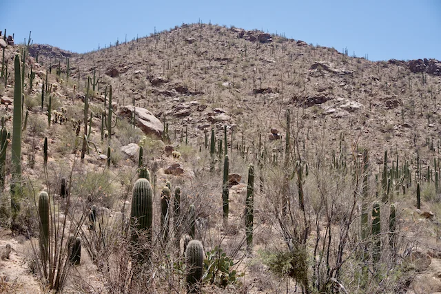 TTT-Saguaro-NP-03