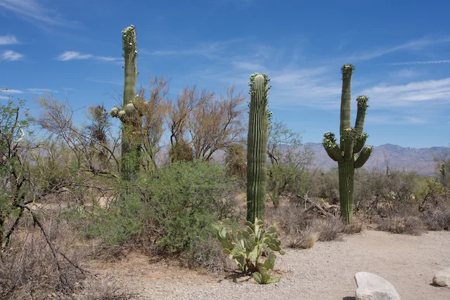 TTT-Saguaro-NP-03