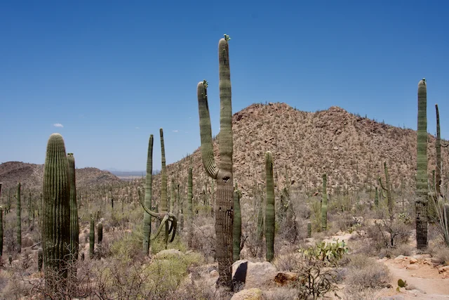 TTT-Saguaro-NP-04