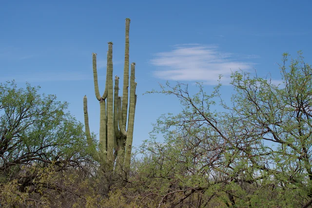 TTT-Saguaro-NP-04