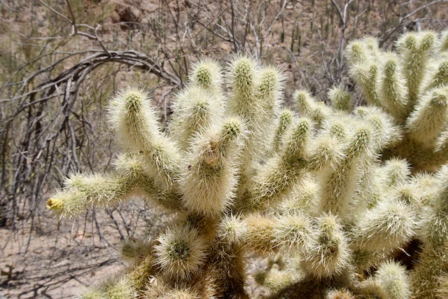 TTT-Saguaro-NP-05