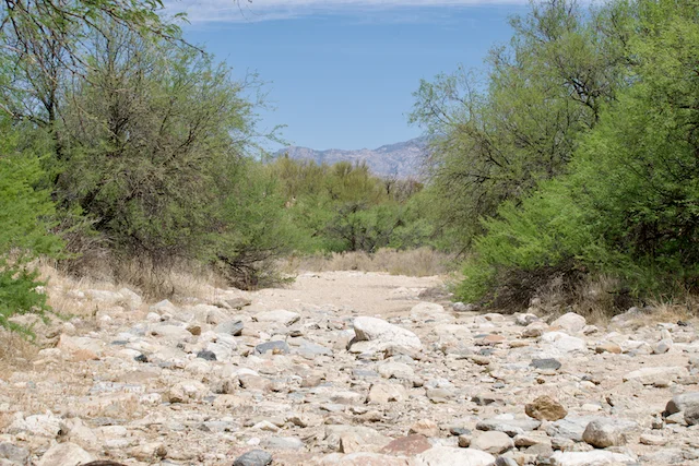TTT-Saguaro-NP-05