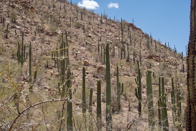 TTT-Saguaro-NP-06