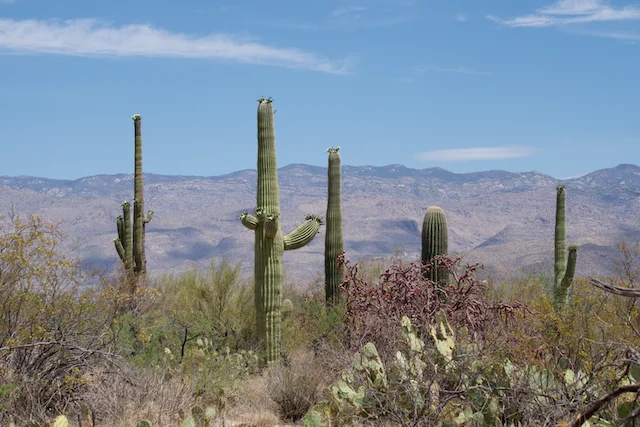 TTT-Saguaro-NP-06