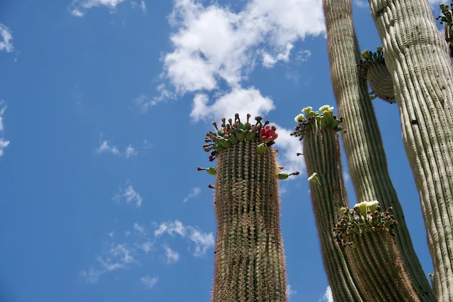 TTT-Saguaro-NP-07