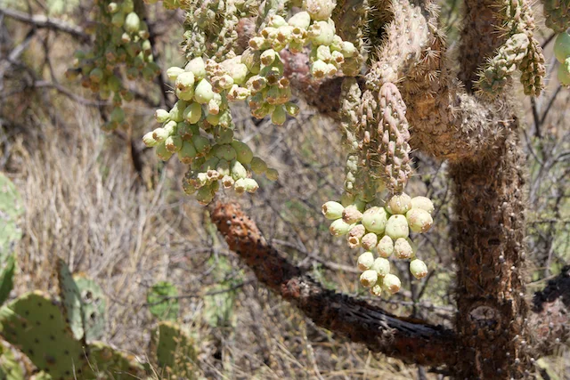 TTT-Saguaro-NP-07