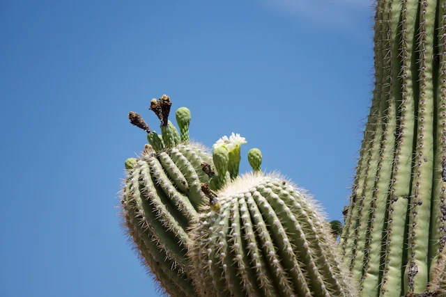 TTT-Saguaro-NP-08
