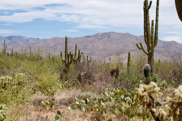 TTT-Saguaro-NP-09